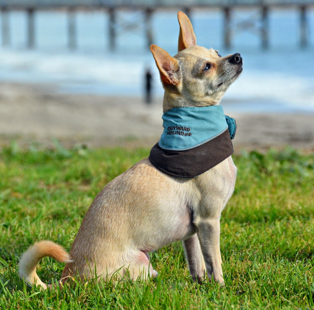 How To Make A Cooling Bandana For Dogs